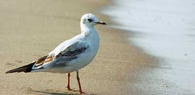 Möwe am Strand