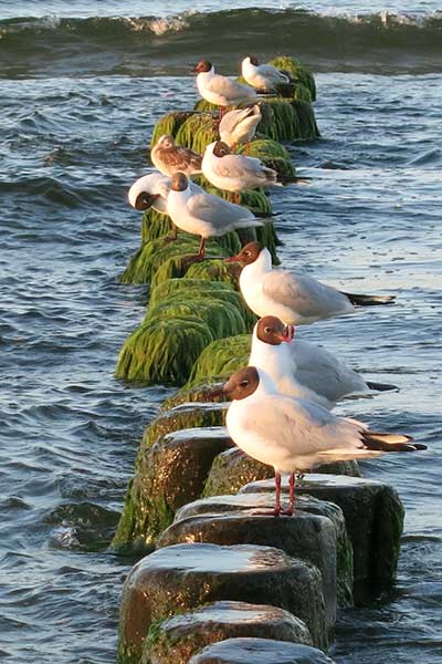 Möwen an der Ostsee